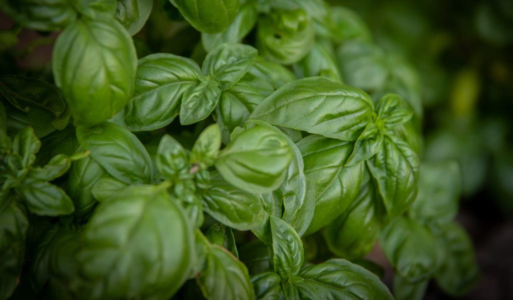 Feuilles de basilic